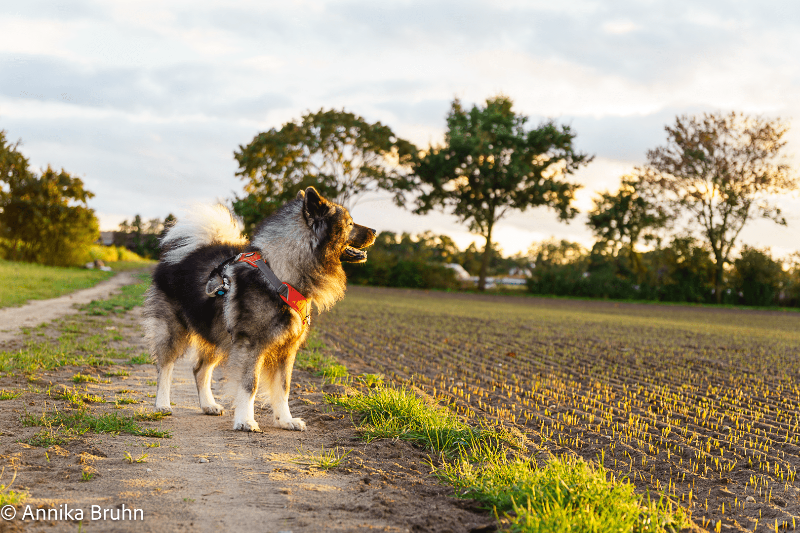 Q geniest die Abendsonne